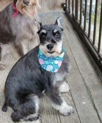 Baron Beau thumbnail 3