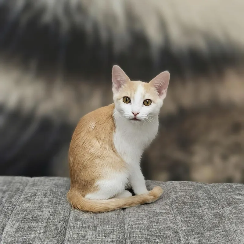 A baby medium-sized female Buff & White Domestic Short Hair cat named Honey Bunches for adoption in Apex, NC