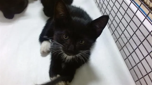 A baby small-sized male Domestic Short Hair cat named Tommy for adoption in Miami, FL