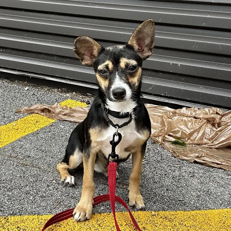 A baby small-sized female Black Mixed Breed dog named Dove for adoption in Hinsdale, IL