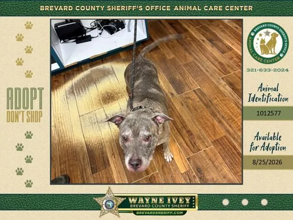 A senior large-sized female Mixed Breed dog named GramGram for adoption in Melbourne, FL