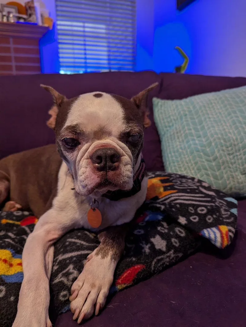 A young medium-sized male Boston Terrier dog named Dallas for adoption in Gainesville, TX