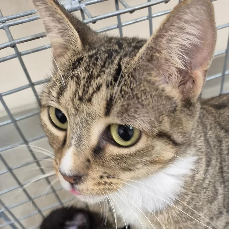 An adult medium-sized female Brown / Chocolate Domestic Short Hair cat named Tnvr for adoption in Lake Panasoffkee, FL