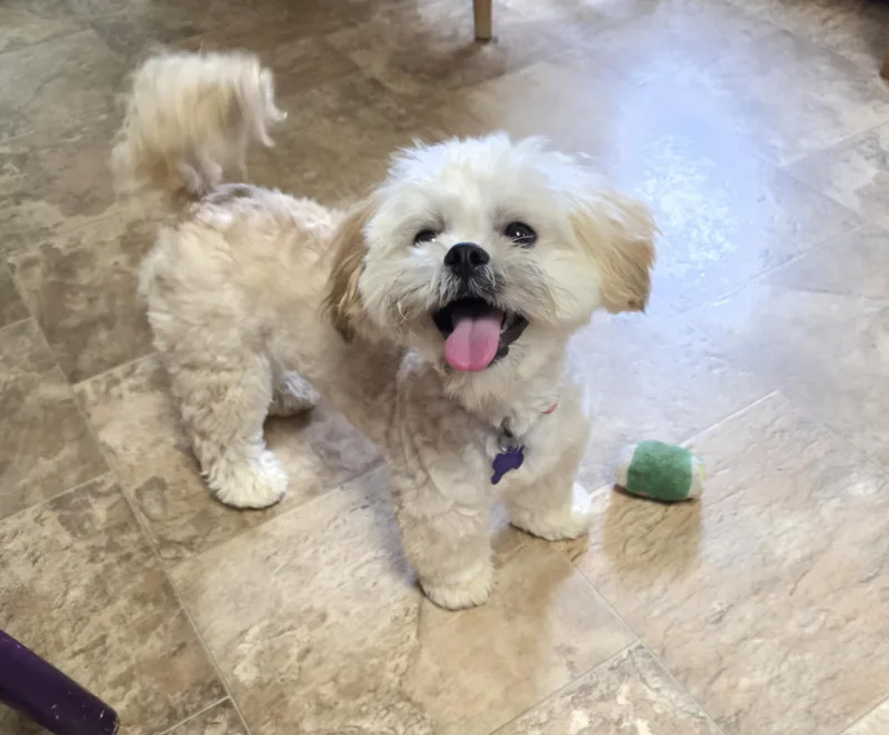 A young small-sized male White / Cream Maltese dog named Teddy for adoption in Jamestown, ND