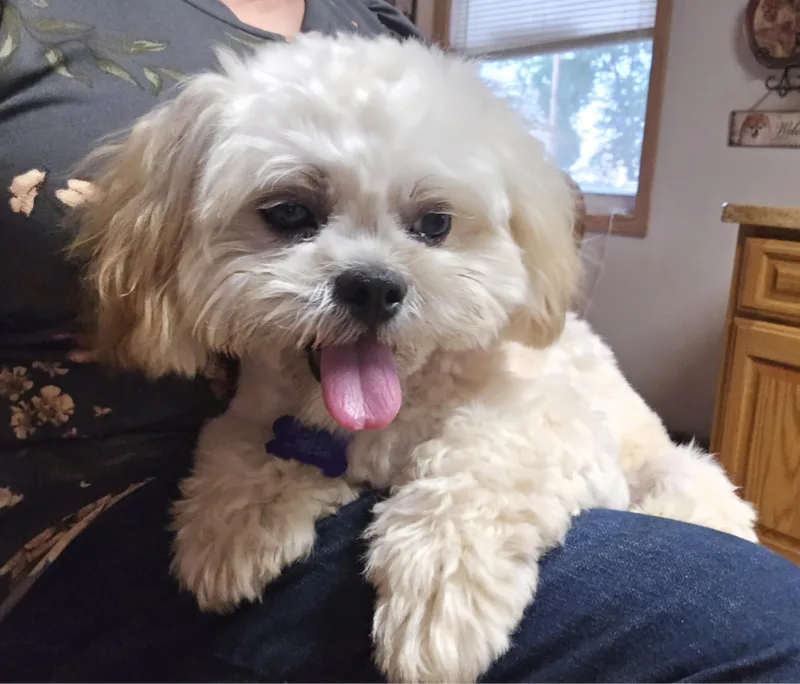 Teddy thumbnail 2