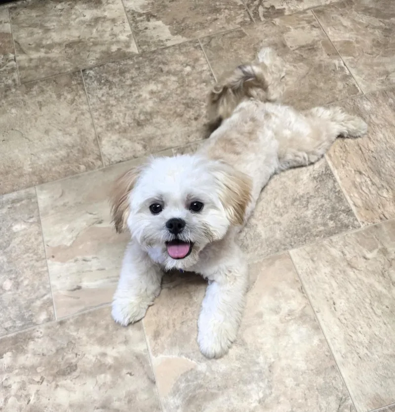 Teddy thumbnail 4