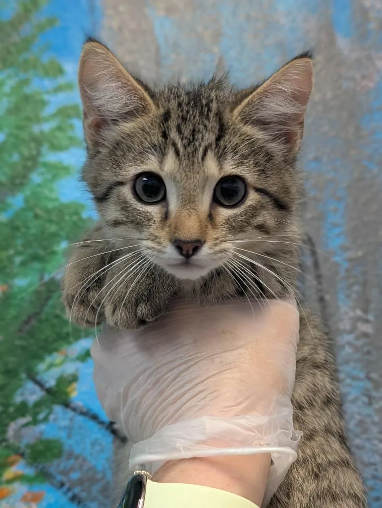A baby medium-sized female Domestic Short Hair cat named Nelly for adoption in New Braunfels, TX