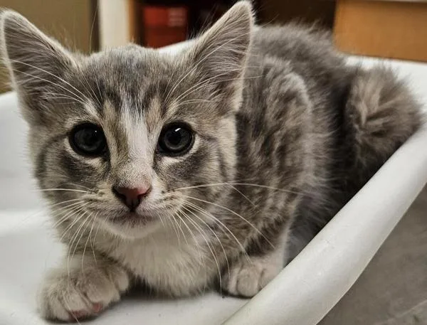 A baby small-sized female Domestic Short Hair cat named Sabrina for adoption in Pocatello, ID