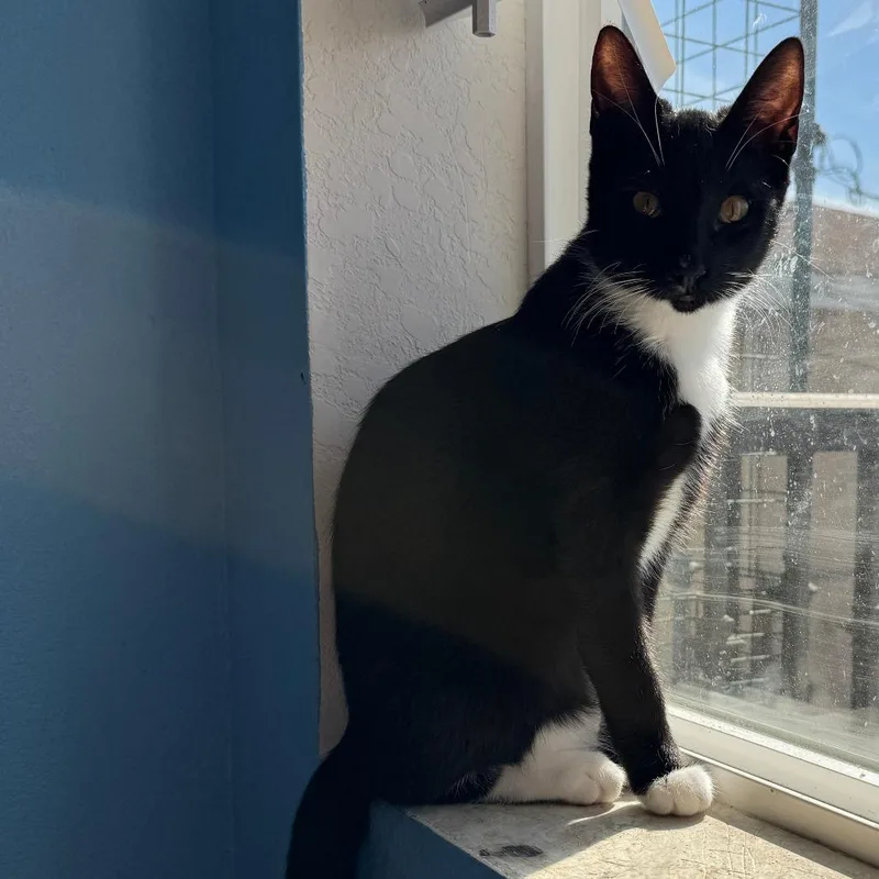 An adult medium-sized male Black Domestic Short Hair cat named Jersey for adoption in Los Angeles, CA