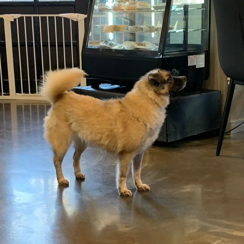 An adult small-sized female Mixed Breed dog named Hera for adoption in Duluth, GA
