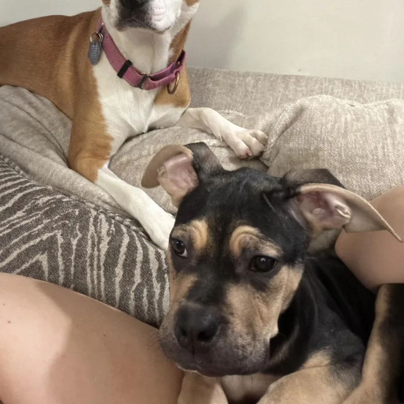 A baby medium-sized male Boxer dog named Rocky for adoption in Northville, MI