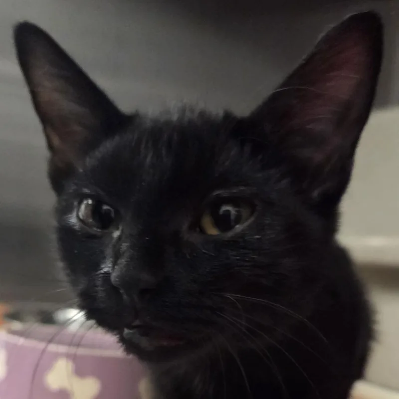 A baby small-sized female Domestic Short Hair cat named Blanche for adoption in Voorhees, NJ