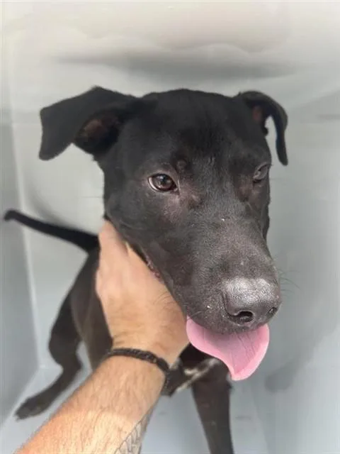 A young large-sized female Labrador Retriever dog named A for adoption in Houston, TX