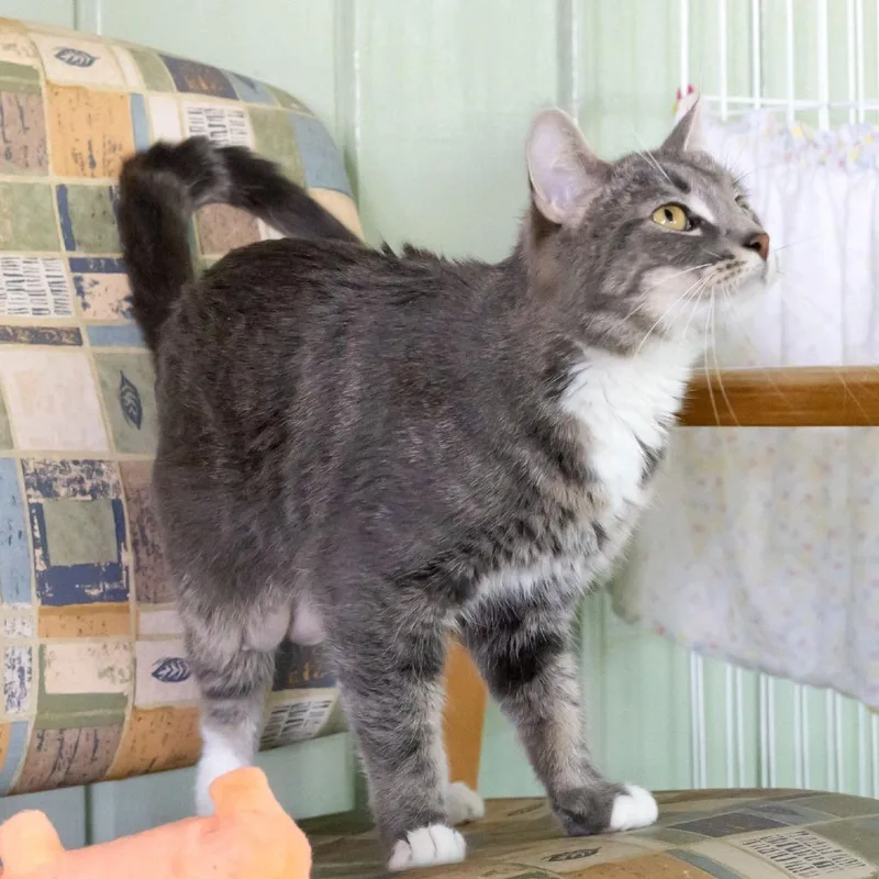 An adult medium-sized female Gray / Blue / Silver Domestic Short Hair cat named Kerfuffle for adoption in McKean, PA