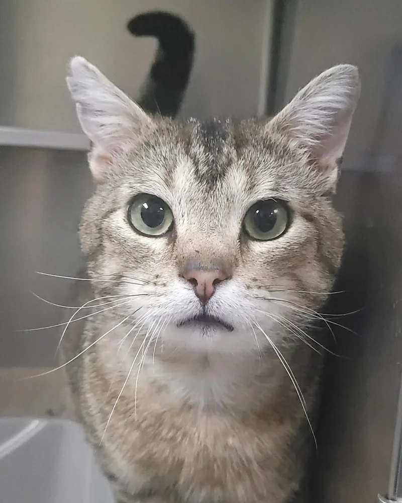 An adult large-sized male Brown / Chocolate Domestic Short Hair cat named Tigerclaw for adoption in Plover, WI