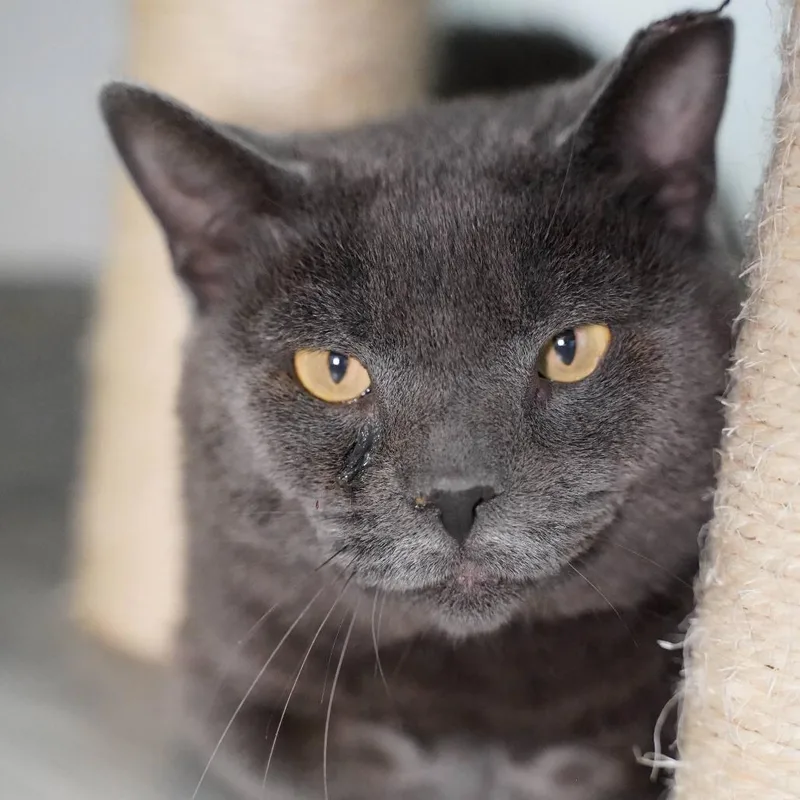 An adult medium-sized male Gray / Blue / Silver Domestic Short Hair cat named Mr. Grey for adoption in Thomaston, ME