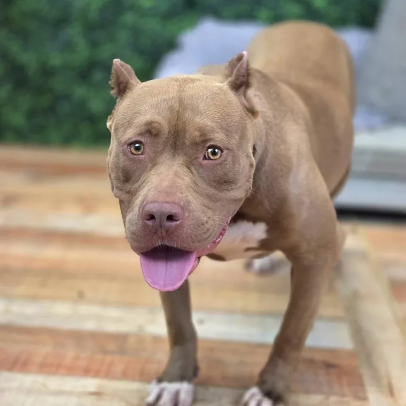 Zolie