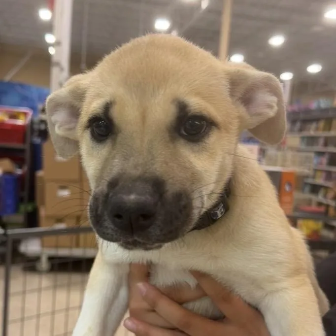 A baby small-sized female Yellow / Tan / Blond / Fawn Mixed Breed dog named Laredo for adoption in Midland, TX
