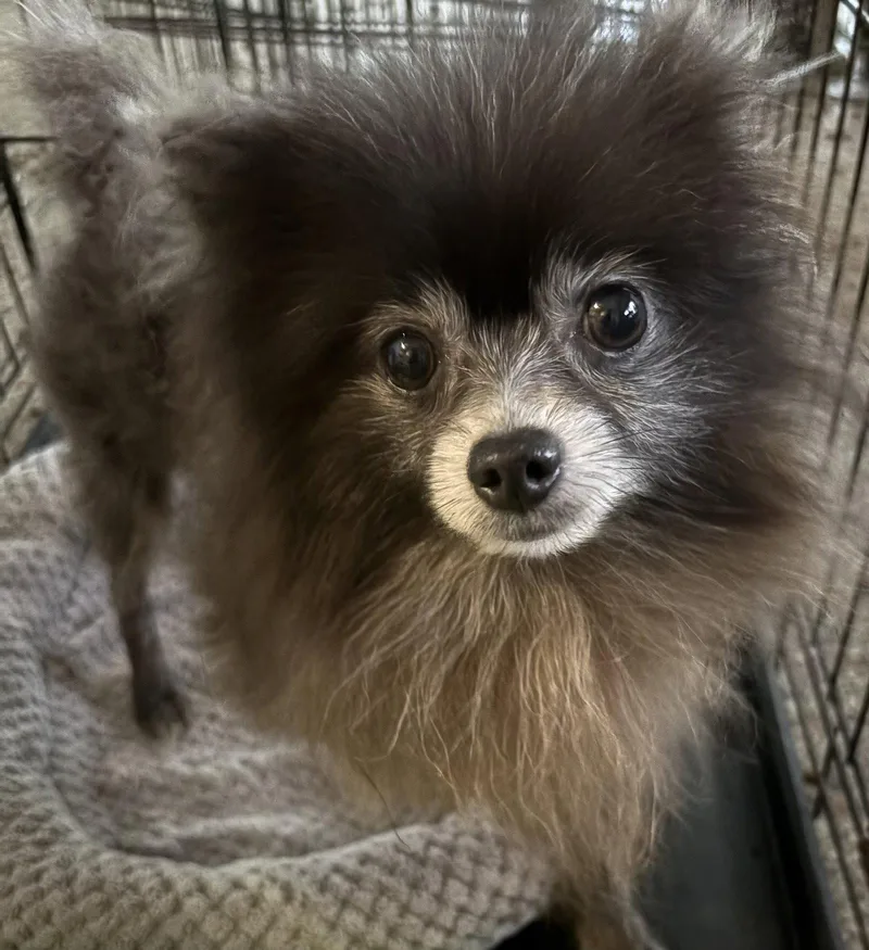 An adult medium-sized male Pomeranian dog named Blue Boy FH for adoption in Sanford, FL
