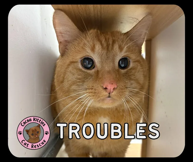 Troubles thumbnail 2