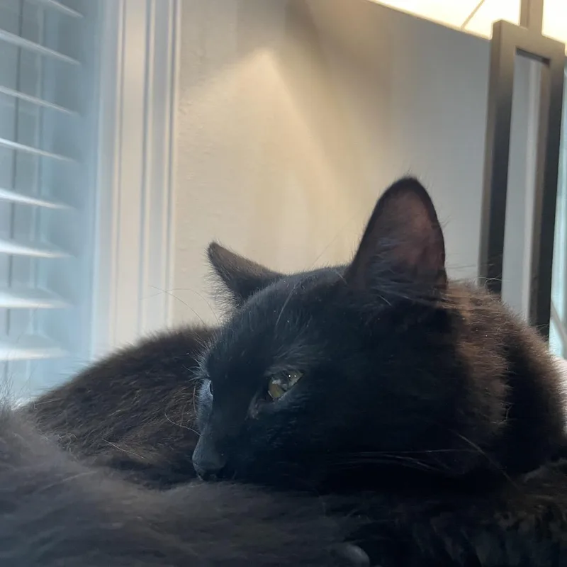 A young small-sized male Black Domestic Long Hair cat named Vann for adoption in Santa Fe, TX