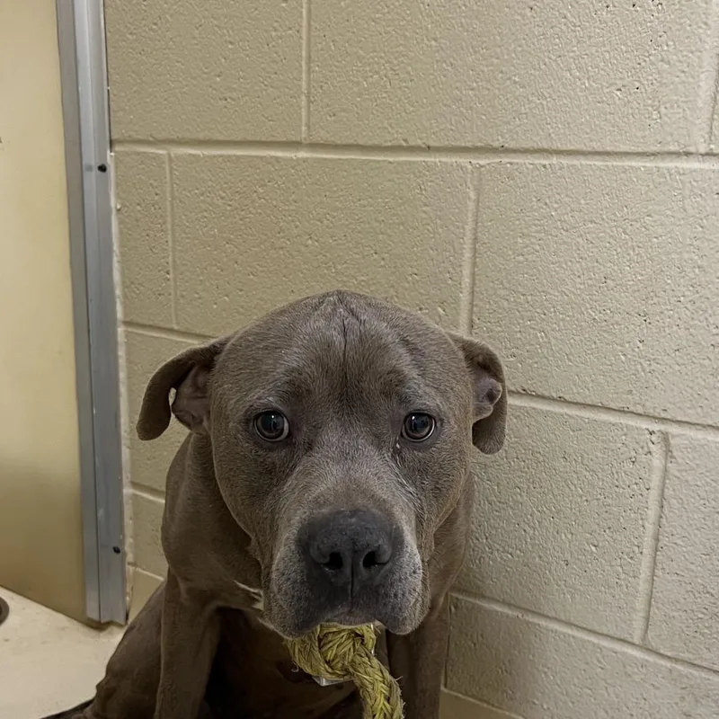 Blobfish thumbnail 2