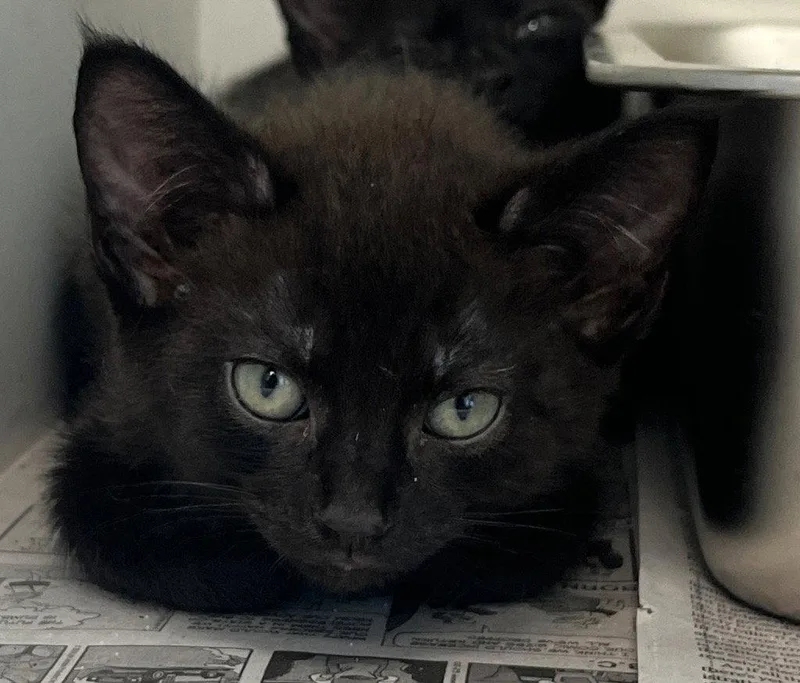 A baby small-sized male Black Domestic Short Hair cat named 26-182 for adoption in Tarboro, NC