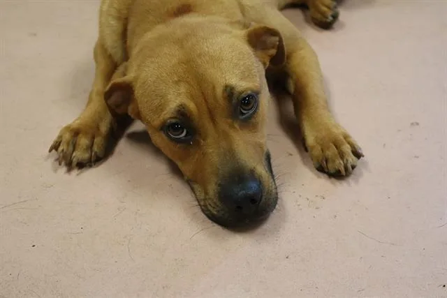 A young medium-sized female Mixed Breed dog named Billie for adoption in Columbia, SC