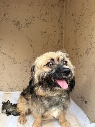 A young medium-sized male Terrier dog named Louie for adoption in Honolulu, HI