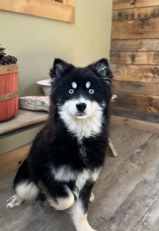A baby medium-sized female Pomeranian dog named Cora for adoption in Genoa, IL