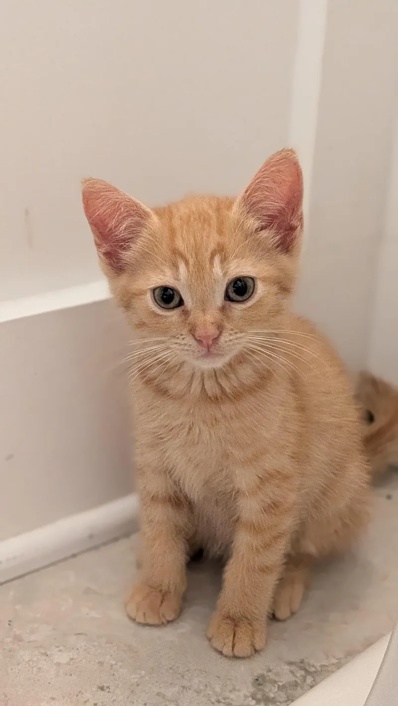A baby medium-sized female Domestic Short Hair cat named Sapphire for adoption in Wilmington, NC