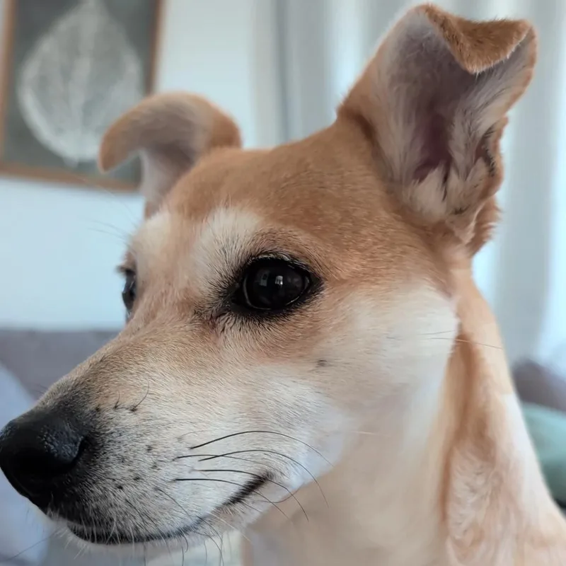 An adult small-sized female Yellow / Tan / Blond / Fawn Mixed Breed dog named Pippa for adoption in Buffalo, MN