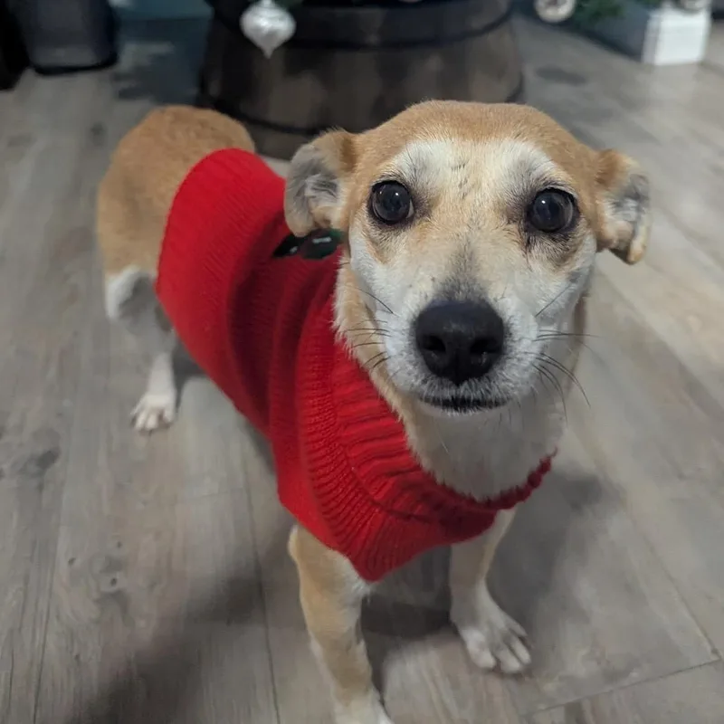 Pippa thumbnail 2