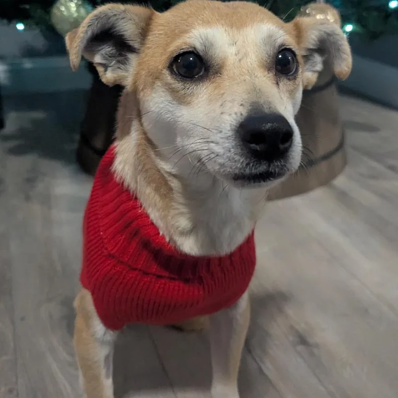 Pippa thumbnail 3