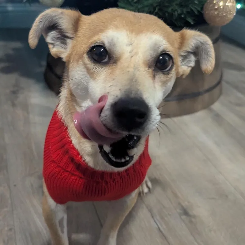 Pippa thumbnail 4