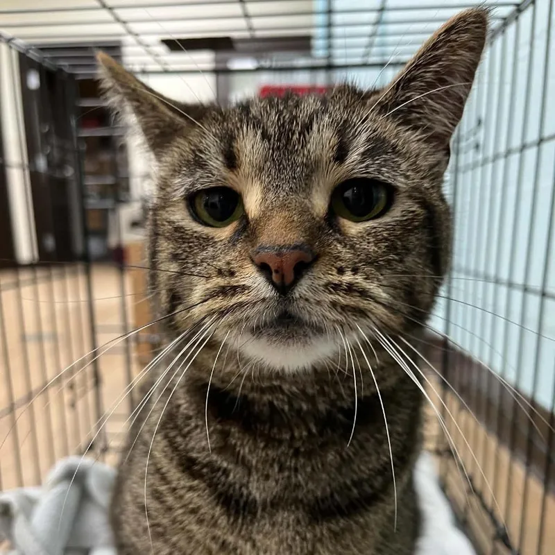 An adult small-sized female Brown / Chocolate Domestic Short Hair cat named Kit Kat for adoption in Lyndhurst, VA