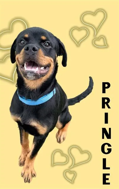 A young small-sized male Rottweiler dog named Pringle for adoption in Sarasota, FL