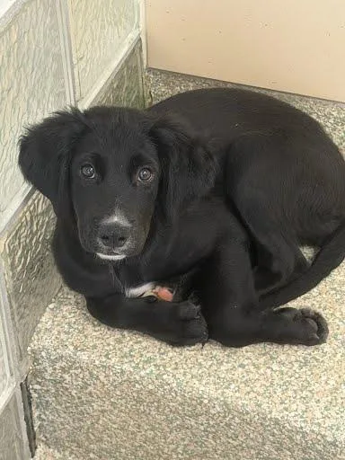 A baby small-sized female Labrador Retriever dog named Aurora for adoption in Washington, DC