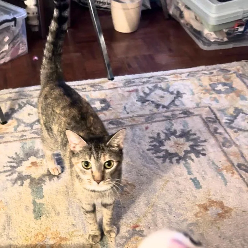 A young medium-sized female Domestic Short Hair cat named Luelle for adoption in Brooklyn, NY
