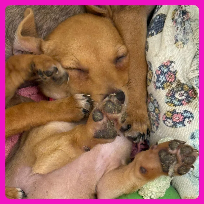 A baby small-sized female Yellow / Tan / Blond / Fawn Chihuahua dog named Luna for adoption in Austin, TX