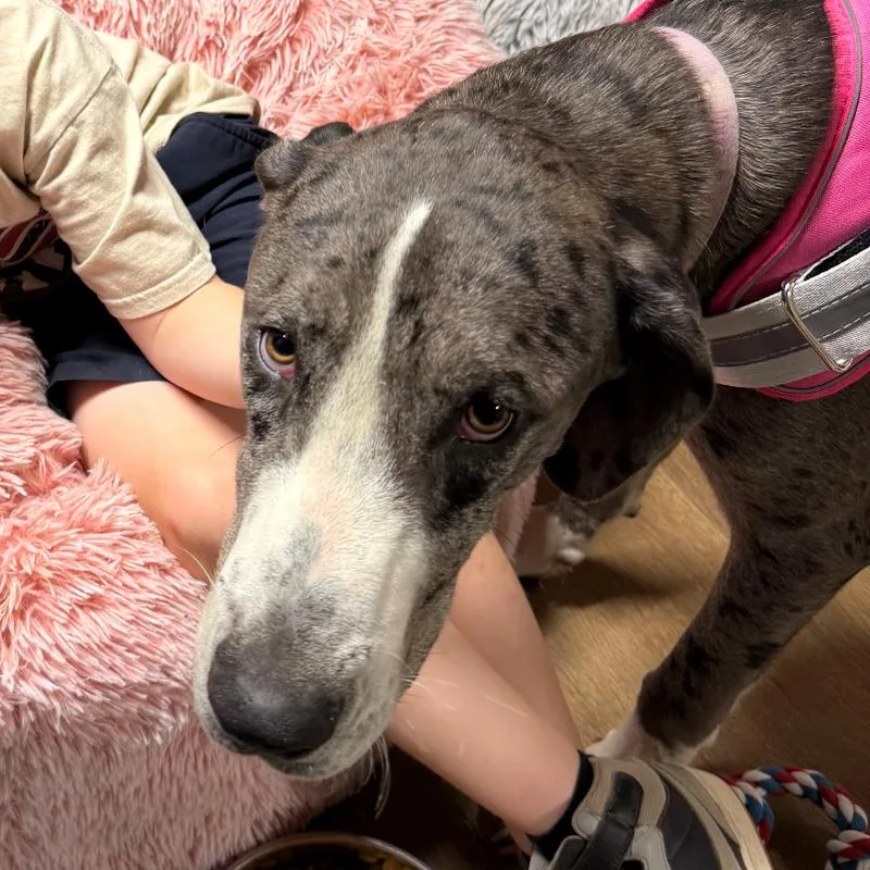 A young medium-sized female Great Dane dog named Lucy for adoption in Little Rock, AR