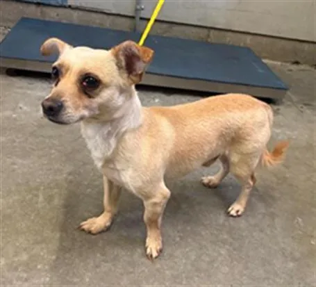 An adult small-sized male Chihuahua dog named Luke for adoption in Camarillo, CA
