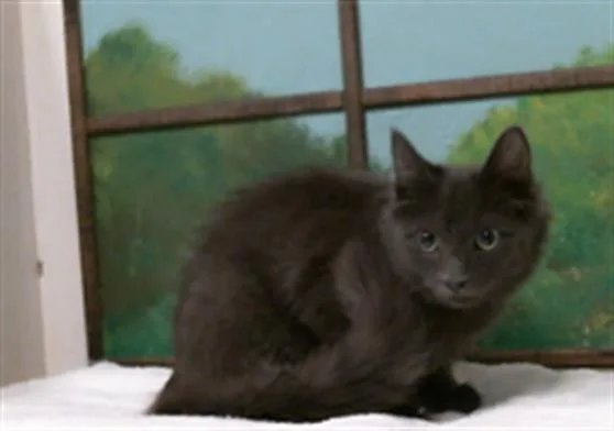 A young small-sized male Domestic Short Hair cat named Parsnip for adoption in Houston, TX