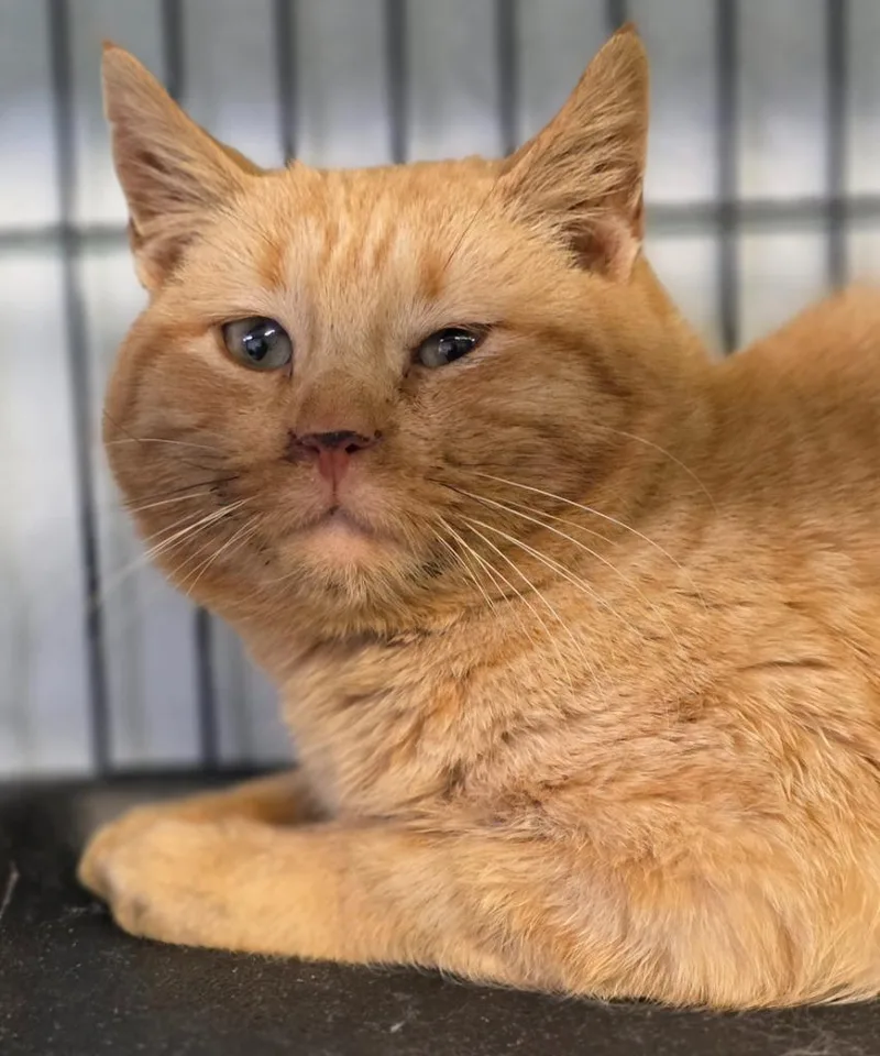 A young medium-sized male Domestic Short Hair cat named Cheeto for adoption in Saginaw, MI