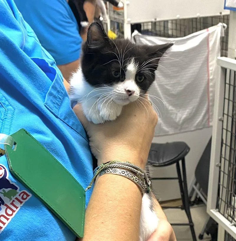 A baby small-sized female Black Domestic Short Hair cat named Number for adoption in Alexandria, VA