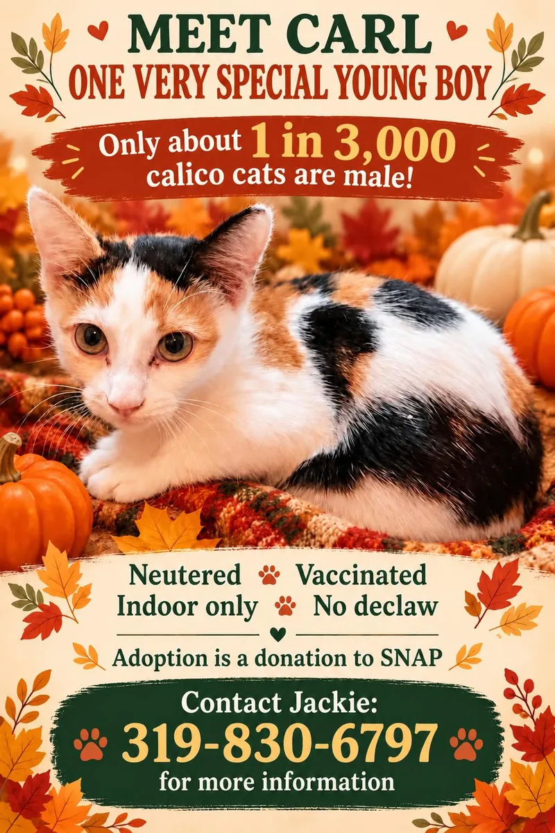 A young medium-sized male Calico cat named Carl for adoption in Charles City, IA