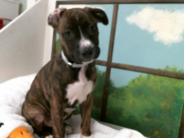 A baby small-sized female Staffordshire Bull Terrier dog named Cherry for adoption in Houston, TX