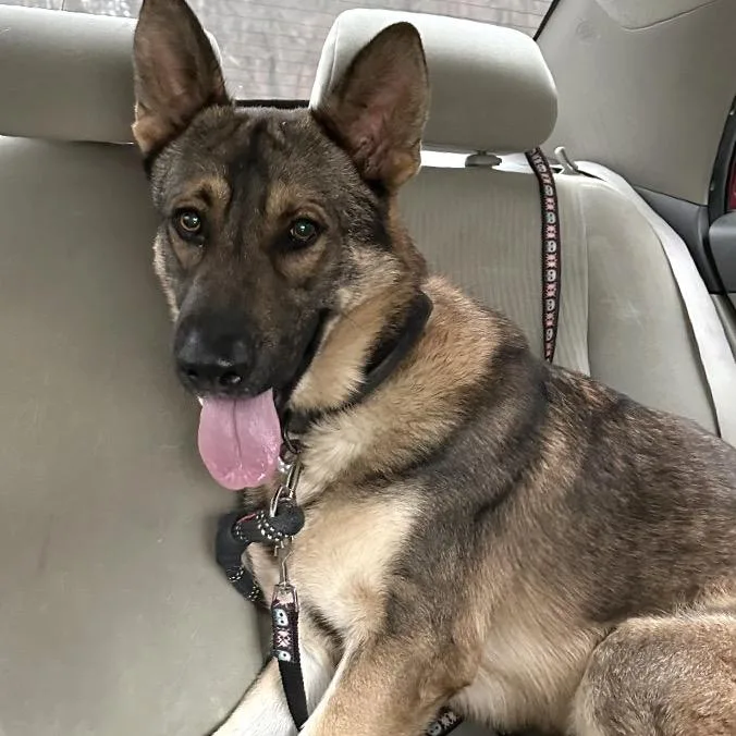 An adult large-sized male Yellow / Tan / Blond / Fawn Mixed Breed dog named Apollo for adoption in Asheville, NC