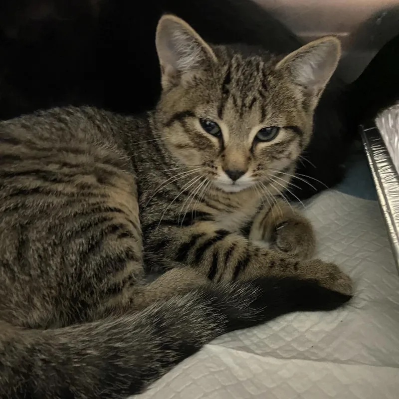A baby small-sized female Brown / Chocolate Domestic Short Hair cat named Sally for adoption in Greensboro, NC