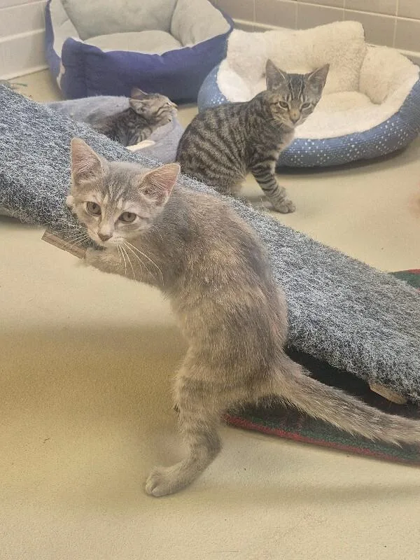 A young medium-sized female Calico Dilute Calico cat named Penelope for adoption in Bluffton, IN